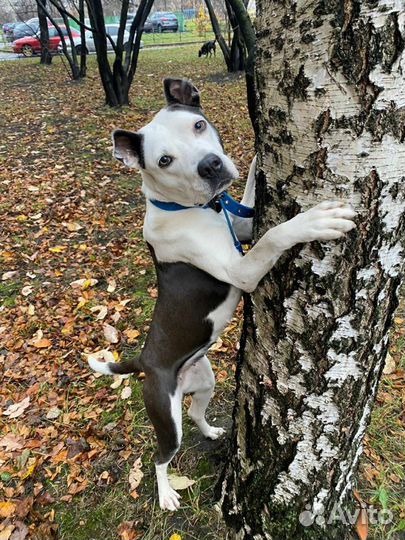 Гостиница для собак, передержка собак, зооняня