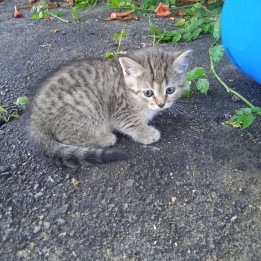 Котята от шатланская шиншилы