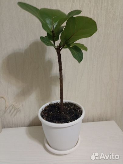 Фикус Лирата бамбино