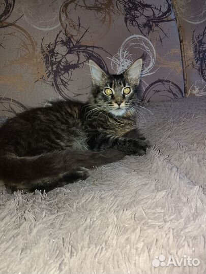 Котятки Мейн-кун