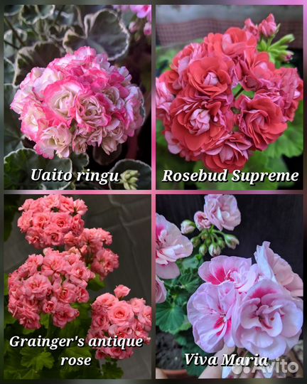 Сортовая пеларгония почтой