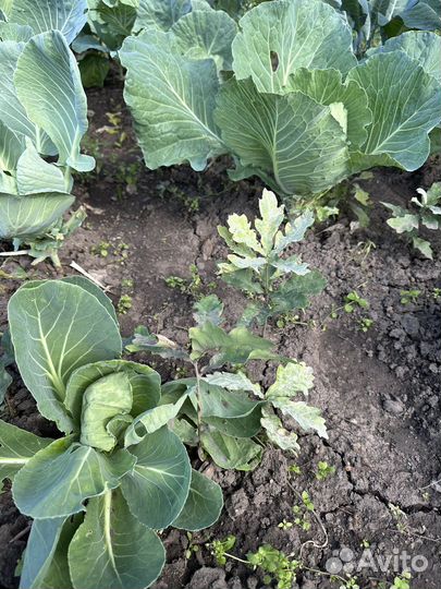 Саженцы дуба