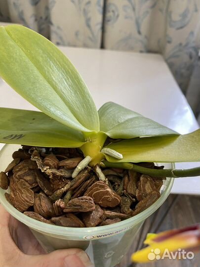 Орхидея фаленопсис MO 724