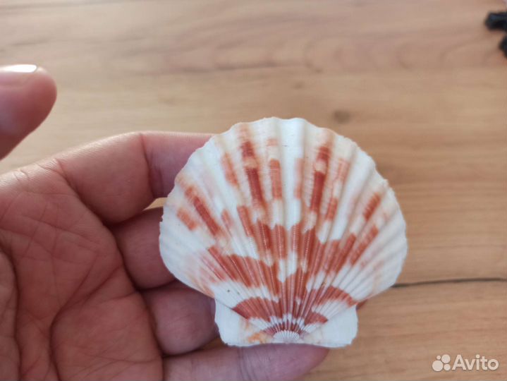 Морская раковина