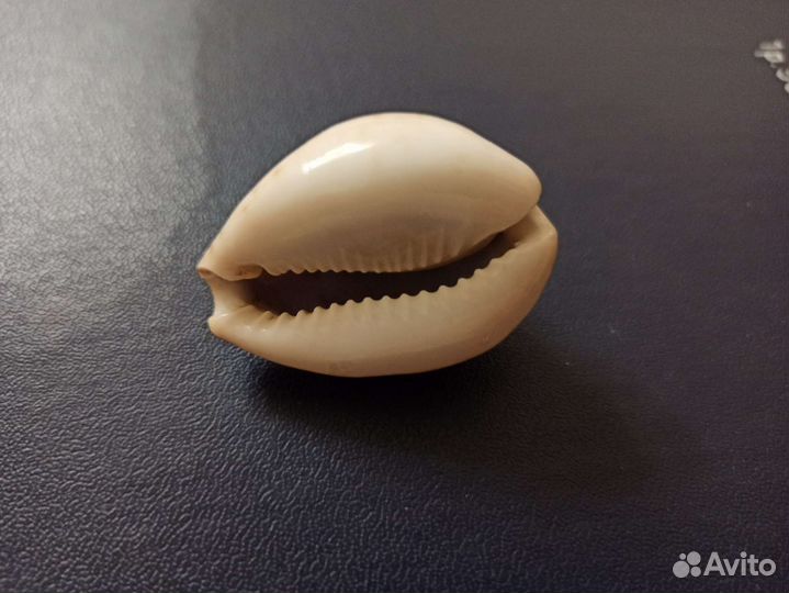 Морская раковина