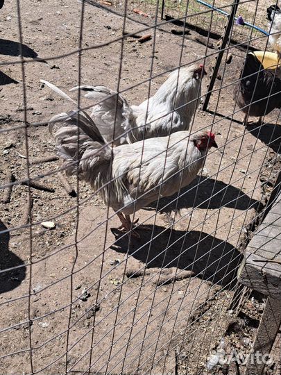 Петух амераукана