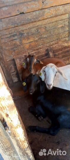 Коза с козлятами