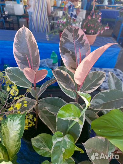 Цветы на Восточном рынке