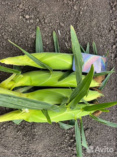 Кукуруза оптом