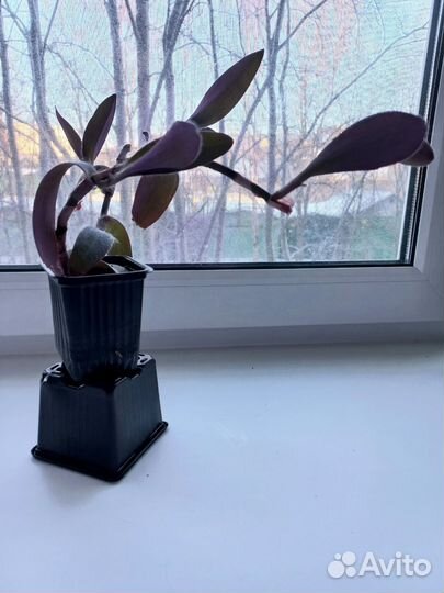 Традесканция