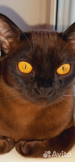 Бурманский котик