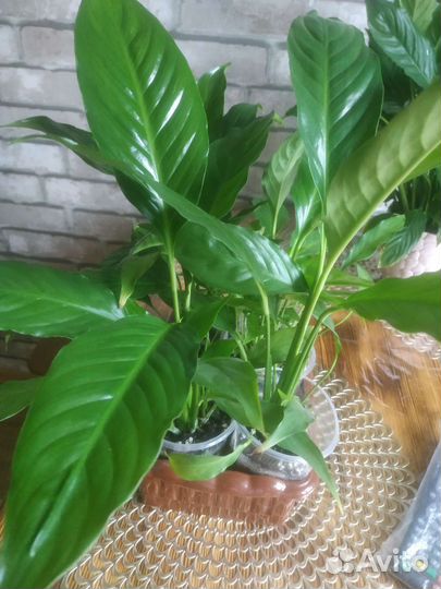 Спатифиллум