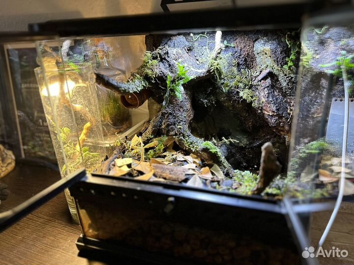 Террариум с природным фоном