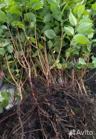 Вишня войлочная (саженцы)