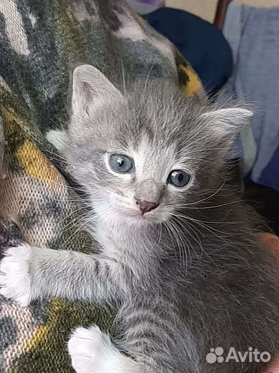 Котик Тимофей Васильевич