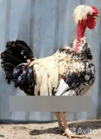 Молодые петухи