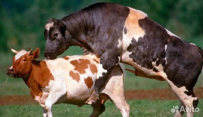Бычки и тёлочки