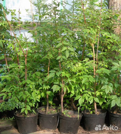 Саженцы декоративных Деревьев