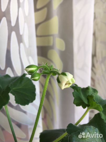 Пеларгония оч Madpearl Rose