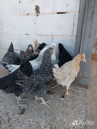 Доставка молодок по Крыму опт, розница