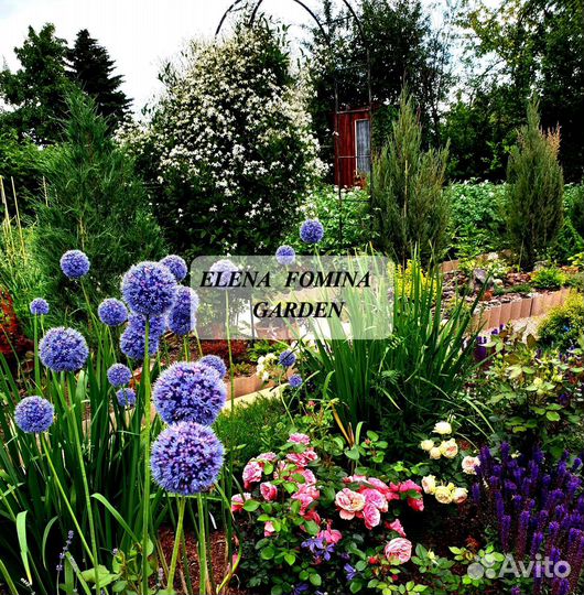 Лук Королевский