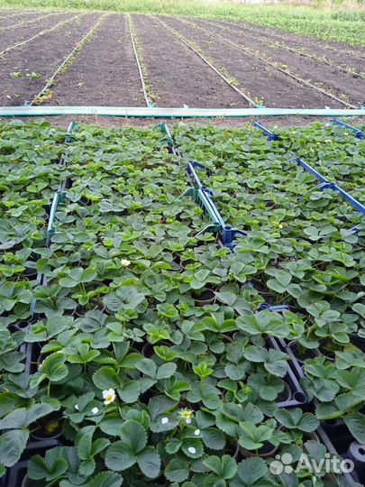 Рассада клубники