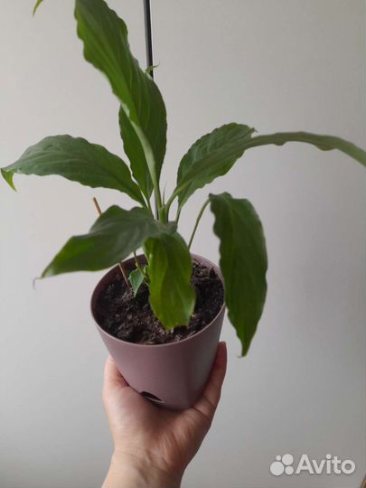 Спатифиллум пышные кустики плюс большие