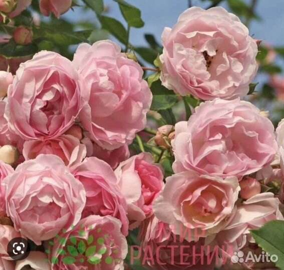 Роза плетистая