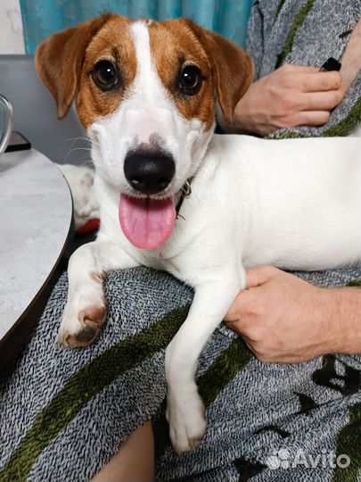 Джек рассел терьер