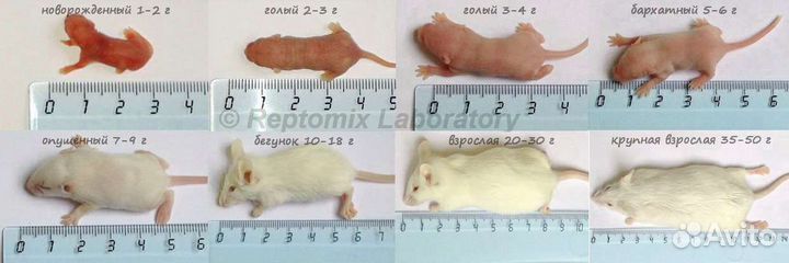 Мыши на корм