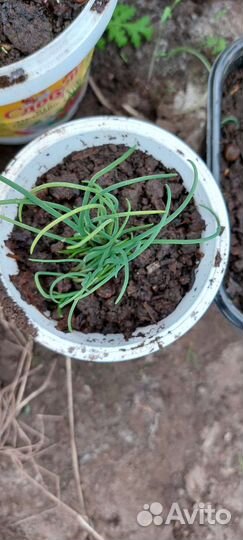 Лук дикий или лук - шнитт