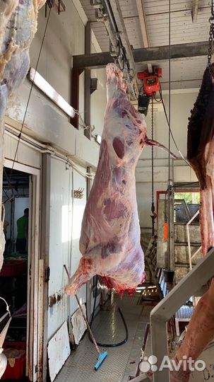 Продам мясо говядина.свинина.баранина
