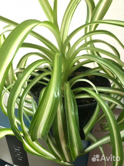 Хлорофитум