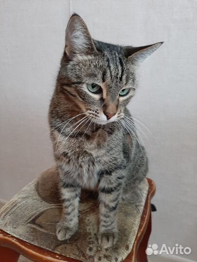 Европейская