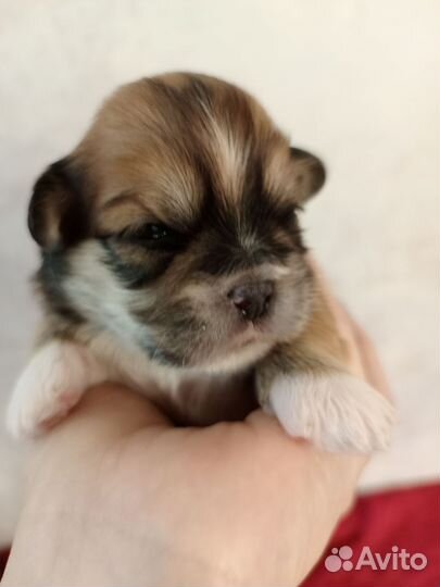 Лхасаапсо щенки