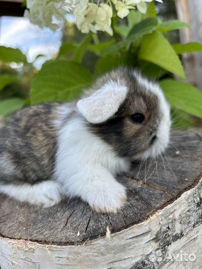 Вислоухие карликовые декоративные кролики