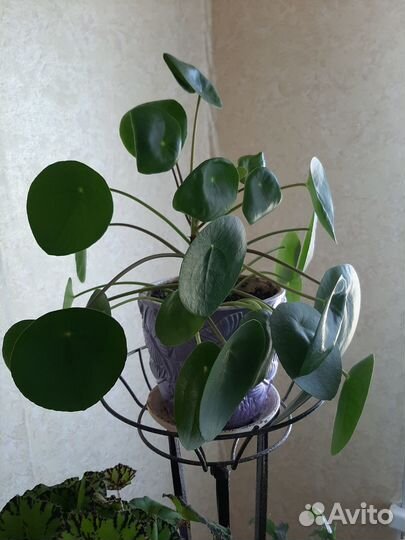 Пилея пеперомиевидная(монетка)