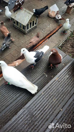 Почтовый черночистый голубь