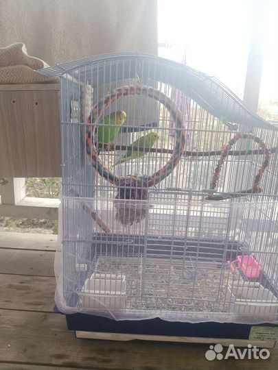 Волнистый попугай