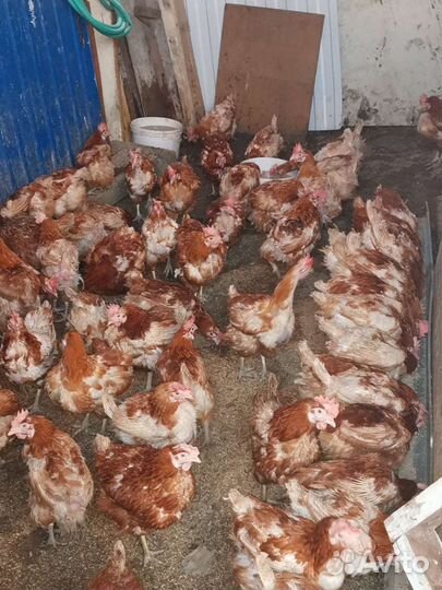 Куры несушки хайсекс