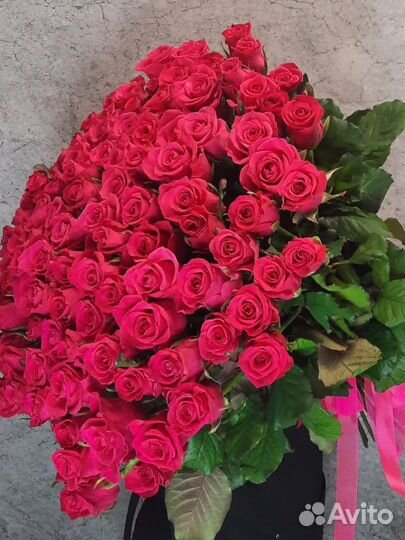 Роза малиновая 51шт,доставка Калининград