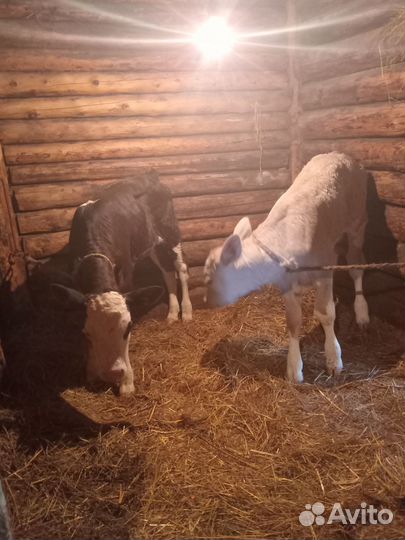 Телушечки одной 50 дней,другой 2 недели