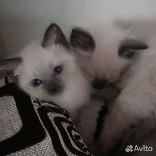 Кошки породистые