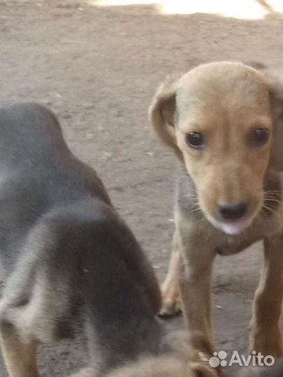 Щенки ручкой гончей