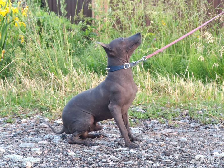 Американский Голый Терьер