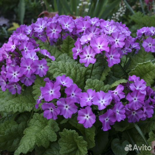 Многолетники неприхотливые