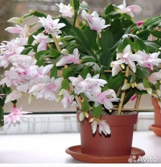 Комнатные цветы