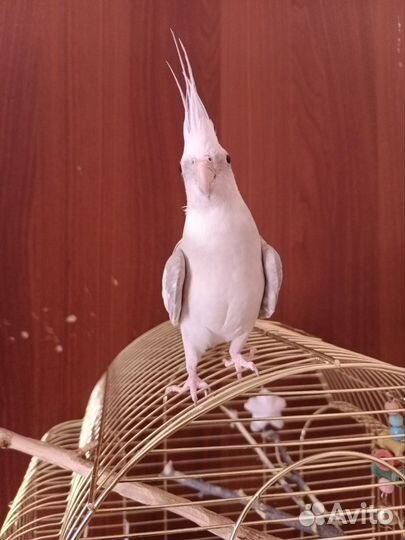 Попугай корелла девочка