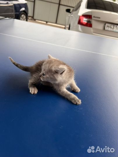 Отдам в хорошие руки