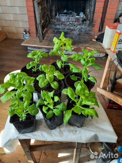 Петуния тумберлины Диана.Пресцылла и Алегра